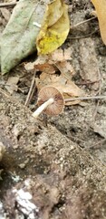 Cystoagaricus