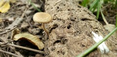 Cystoagaricus