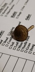 Cystoagaricus