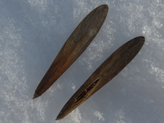 Fraxinus chinensis