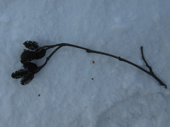 Alnus hirsuta