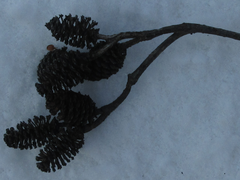 Alnus hirsuta