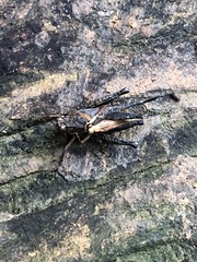 Batrachidea