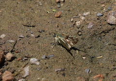 Muschampia lavatherae