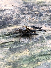 Batrachidea