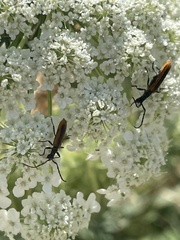 Stenoderus suturalis