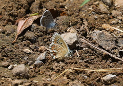 Polyommatus dorylas