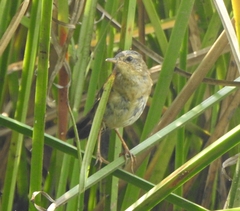 Helopsaltes certhiola