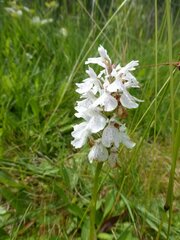 Dactylorhiza maculata