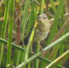 Helopsaltes certhiola