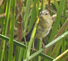 Helopsaltes certhiola