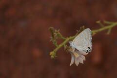 Theclinesthes miskini