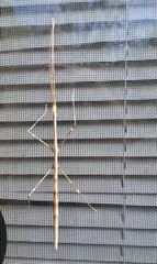 Candovia annulata