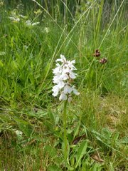 Dactylorhiza maculata
