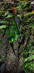 Geoglossum
