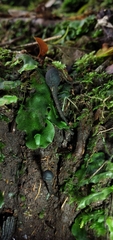 Geoglossum
