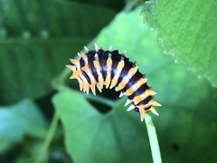 Papilionidae