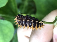 Papilionidae
