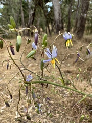 Dianella tarda