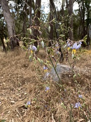 Dianella tarda