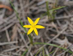Hypoxis hygrometrica