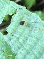 Protus bolivari