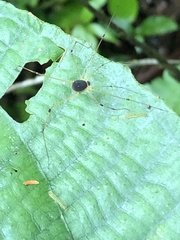 Protus bolivari