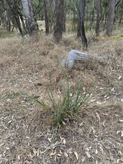 Dianella tarda
