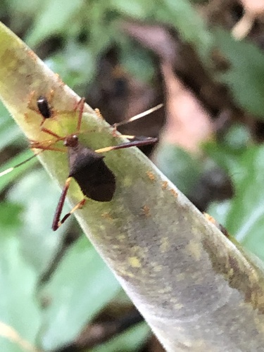 Zygometapodus castaneus