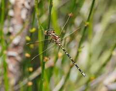 Synthemis eustalacta