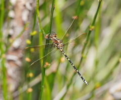 Synthemis eustalacta