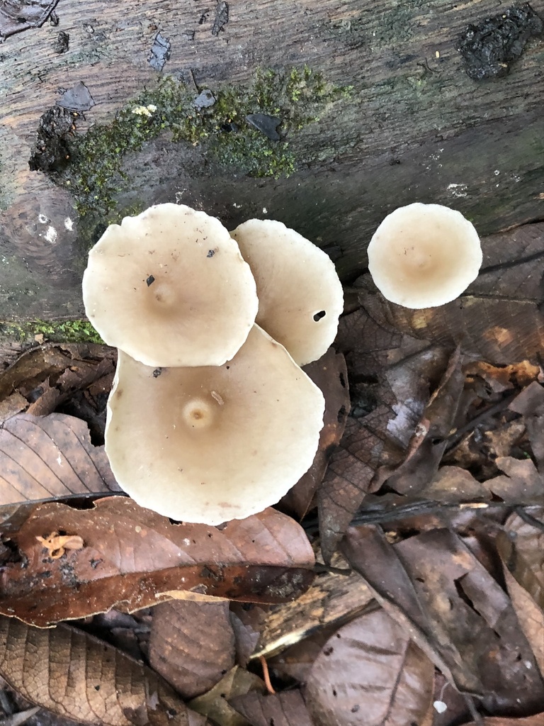 Filoboletus gracilis · December 2019 · photo: © blazeclaw (iNaturalist, cc-by)
