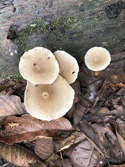 Filoboletus gracilis