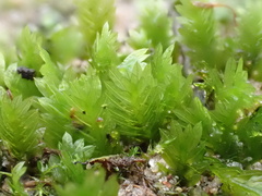 Fissidens taxifolius