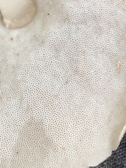 Filoboletus gracilis