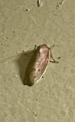 Ptyoptila matutinella