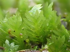 Fissidens taxifolius