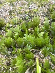Fissidens taxifolius