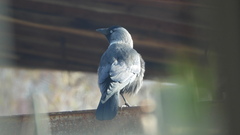 Corvus monedula