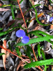 Comesperma sphaerocarpum