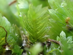 Fissidens taxifolius