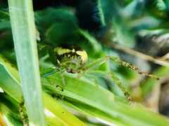 Diaea ambara