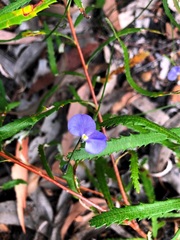 Comesperma sphaerocarpum