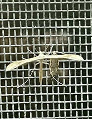 Stenoptilia zophodactylus