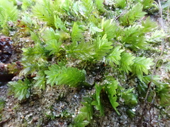 Fissidens taxifolius