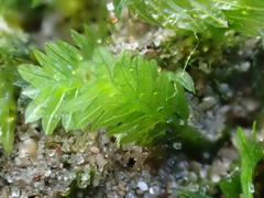 Fissidens taxifolius