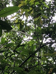 Saguinus fuscicollis