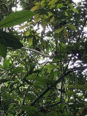 Saguinus fuscicollis