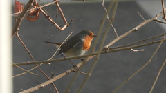 Erithacus rubecula