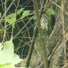 Picumnus innominatus